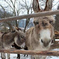 Bauernhof Streichelzoo