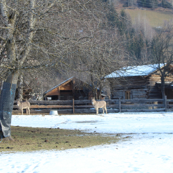 Schlosswirts Chalets_10